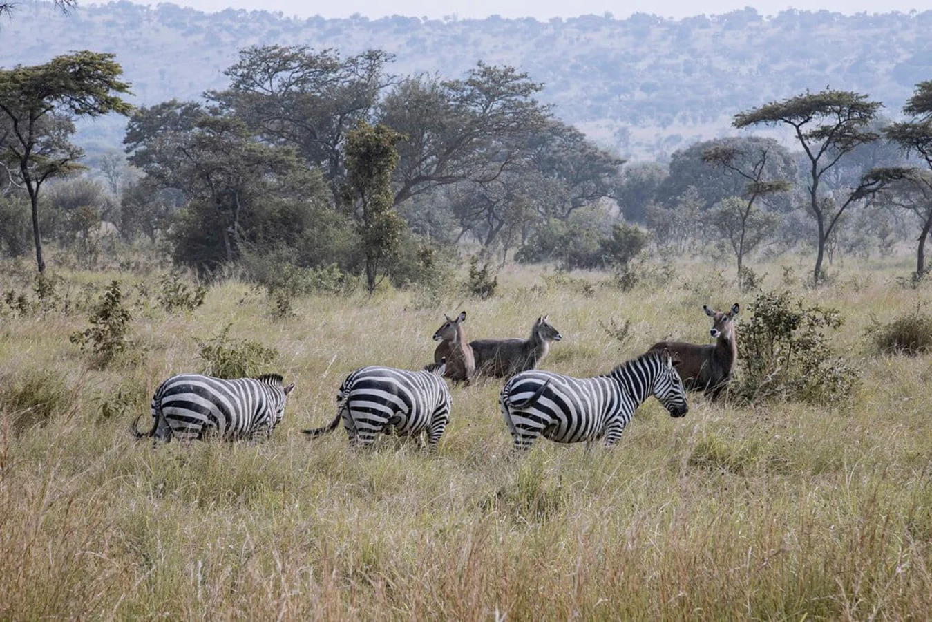 Parc national de l'Akagera, Rwanda