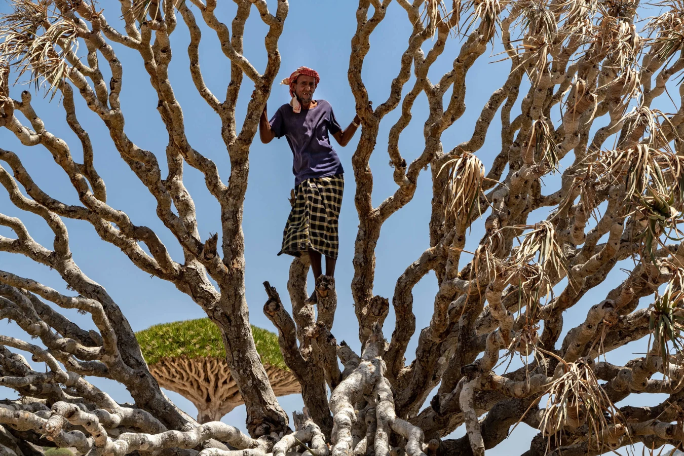 Ferhmin Forest, Yémen, Socotra