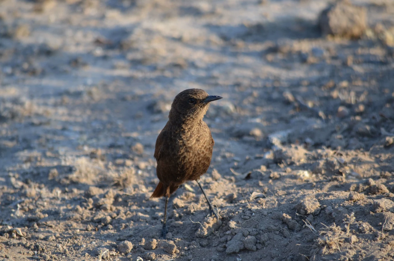 Réserve du Kalahari central, Botswana