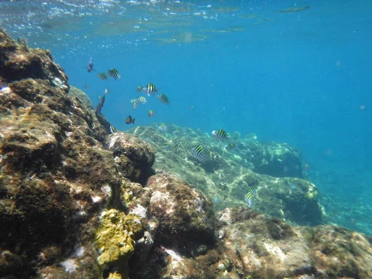 Champagne Reef, Dominique