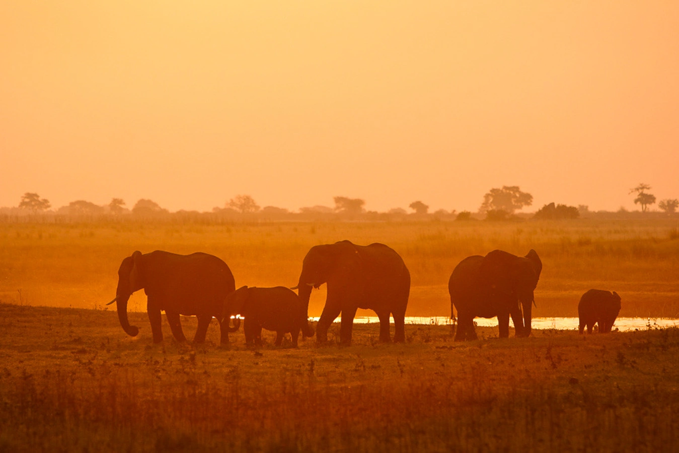 Chobe River Front, Botswana