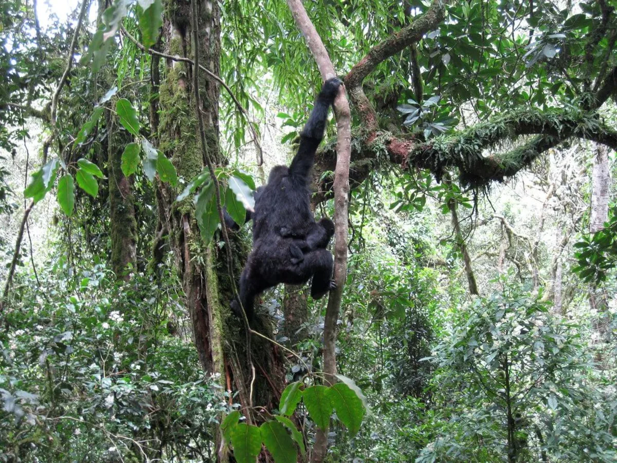 Parc national de Kahuzi-Biega, République démocratique du Congo, République démocratique du Congo, République démocratique du Congo