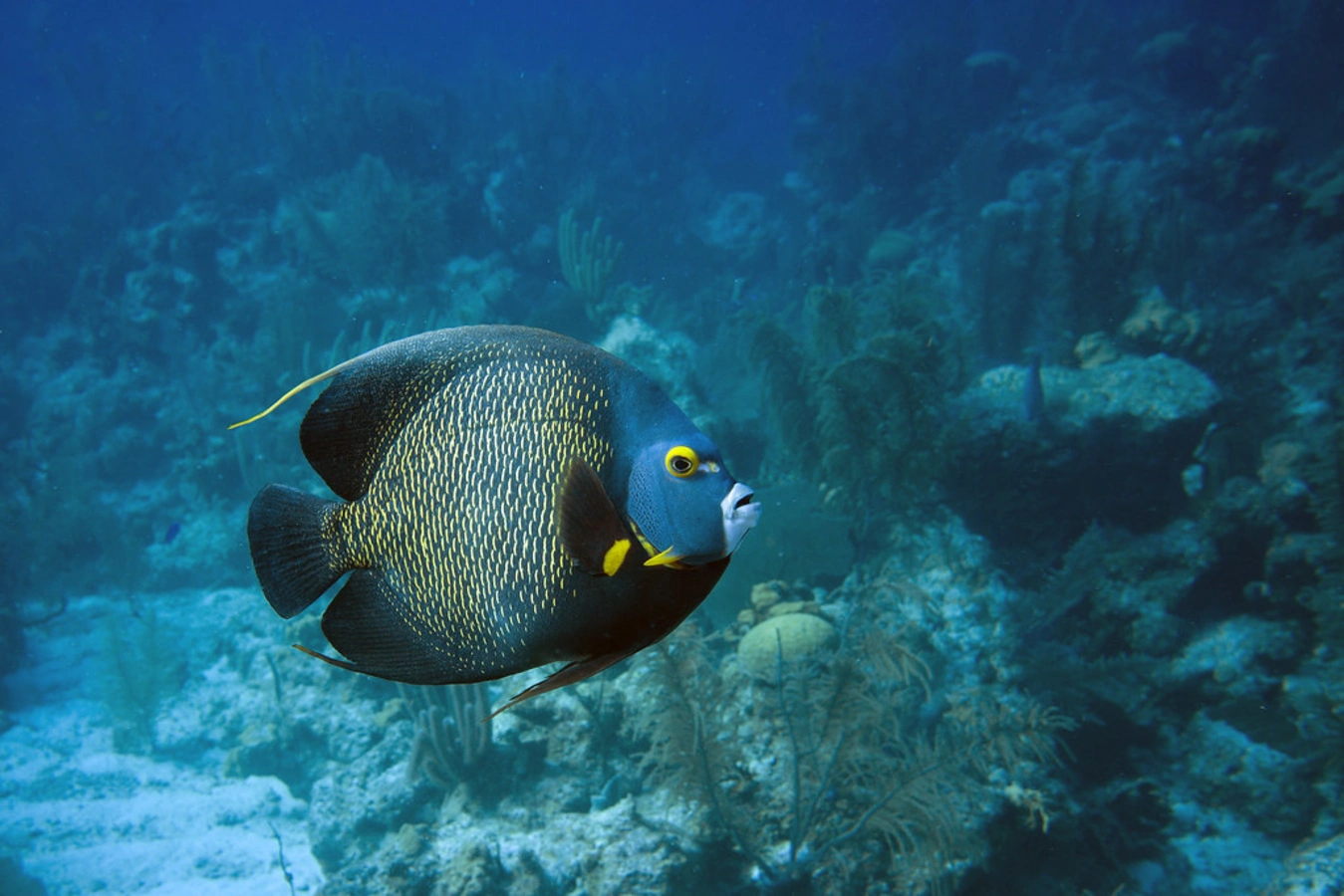 Atoll Turneffe, Belize