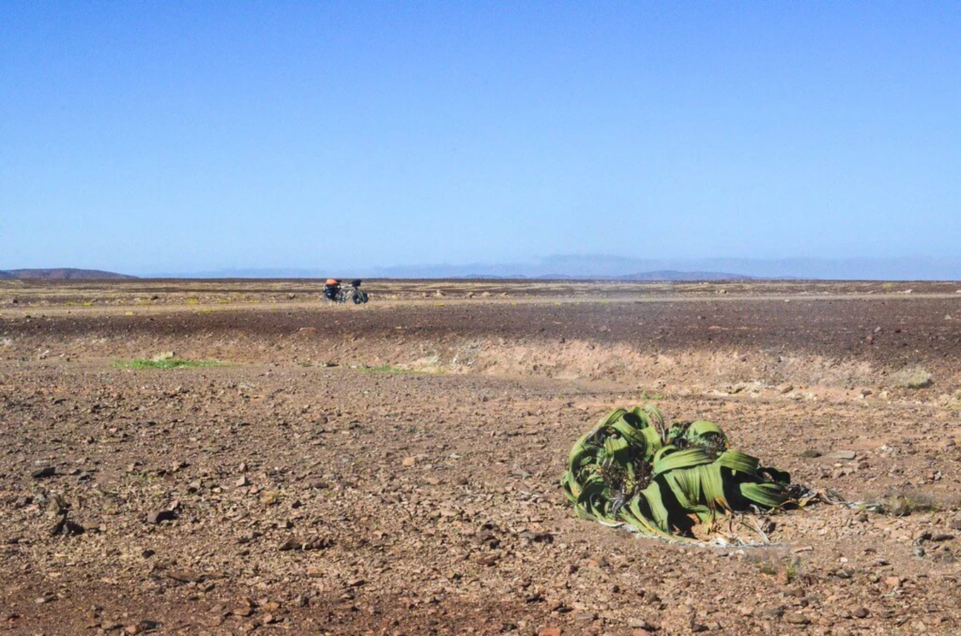 Welwitschia Drive, Namibie