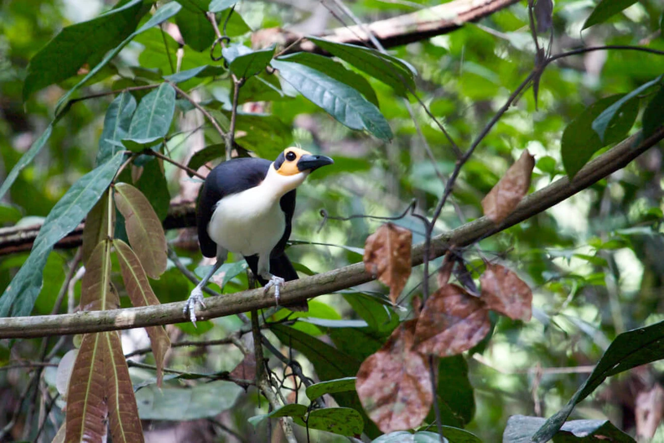 Kambui Hills Forest reserve, Sierra Leone