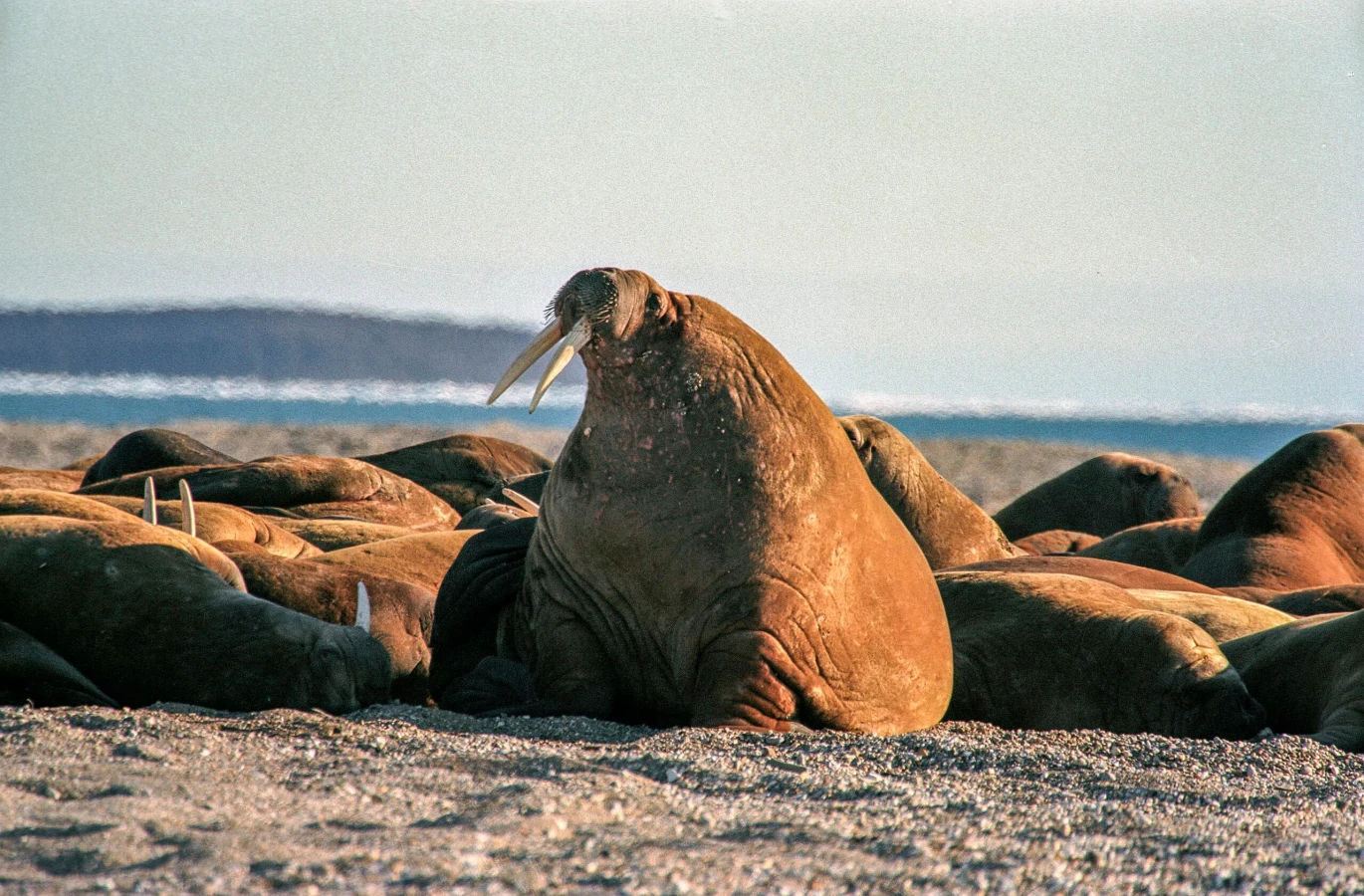 Nordaustlandet, Svalbard et Jan Mayen