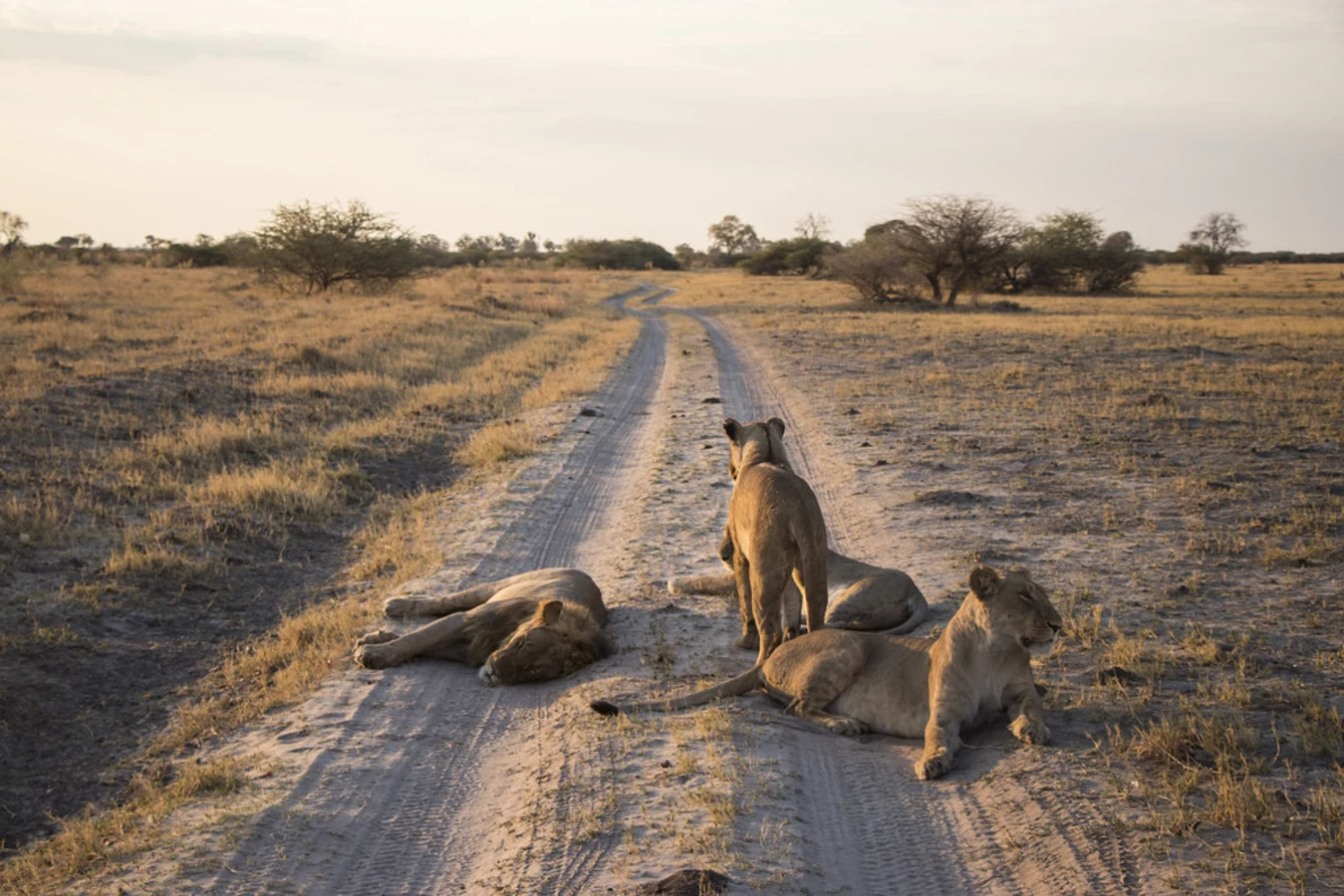 Savuti Marsh, Botswana