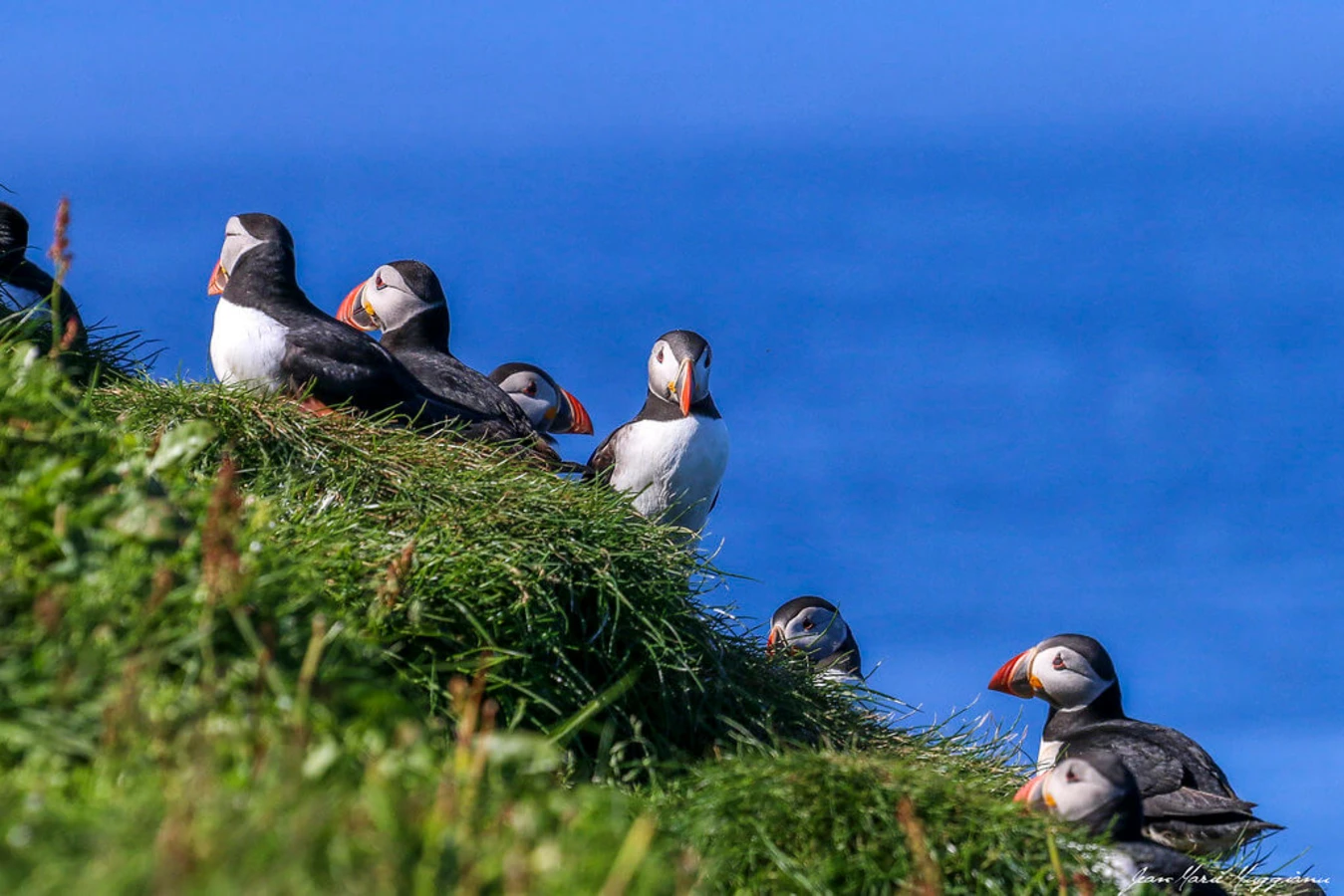 Mykines, Îles Féroé