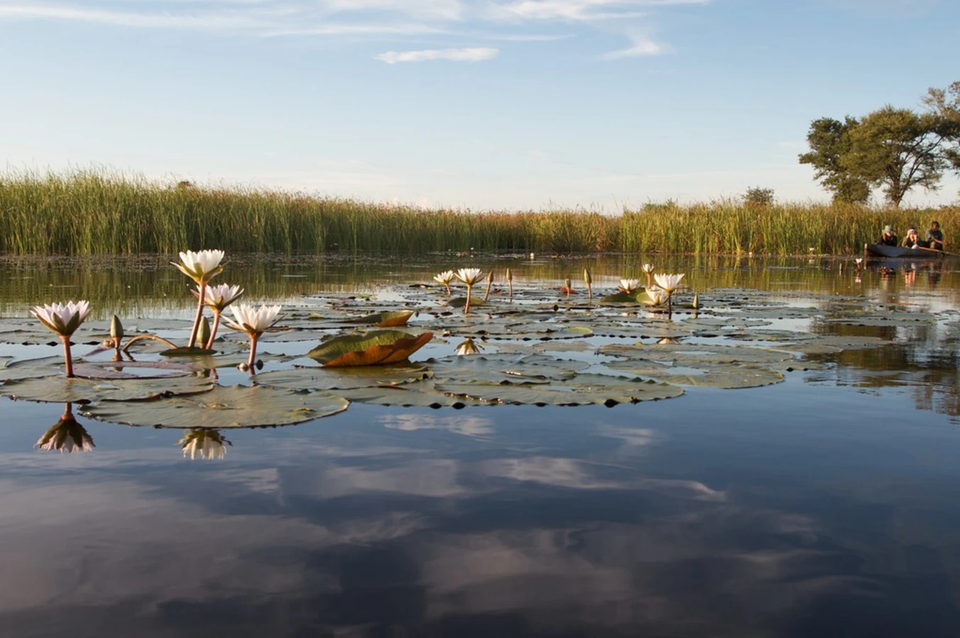 Delta de l'Okavango, Botswana