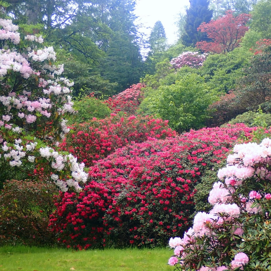 Benmore Botanic Garden, Écosse