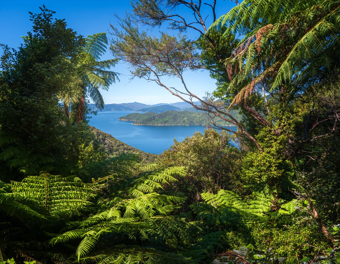 Queen Charlotte Sound, Nouvelle-Zélande