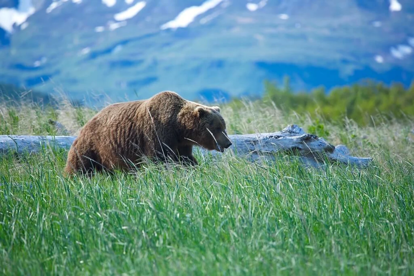 Parc national et réserve de Katmai, États-Unis