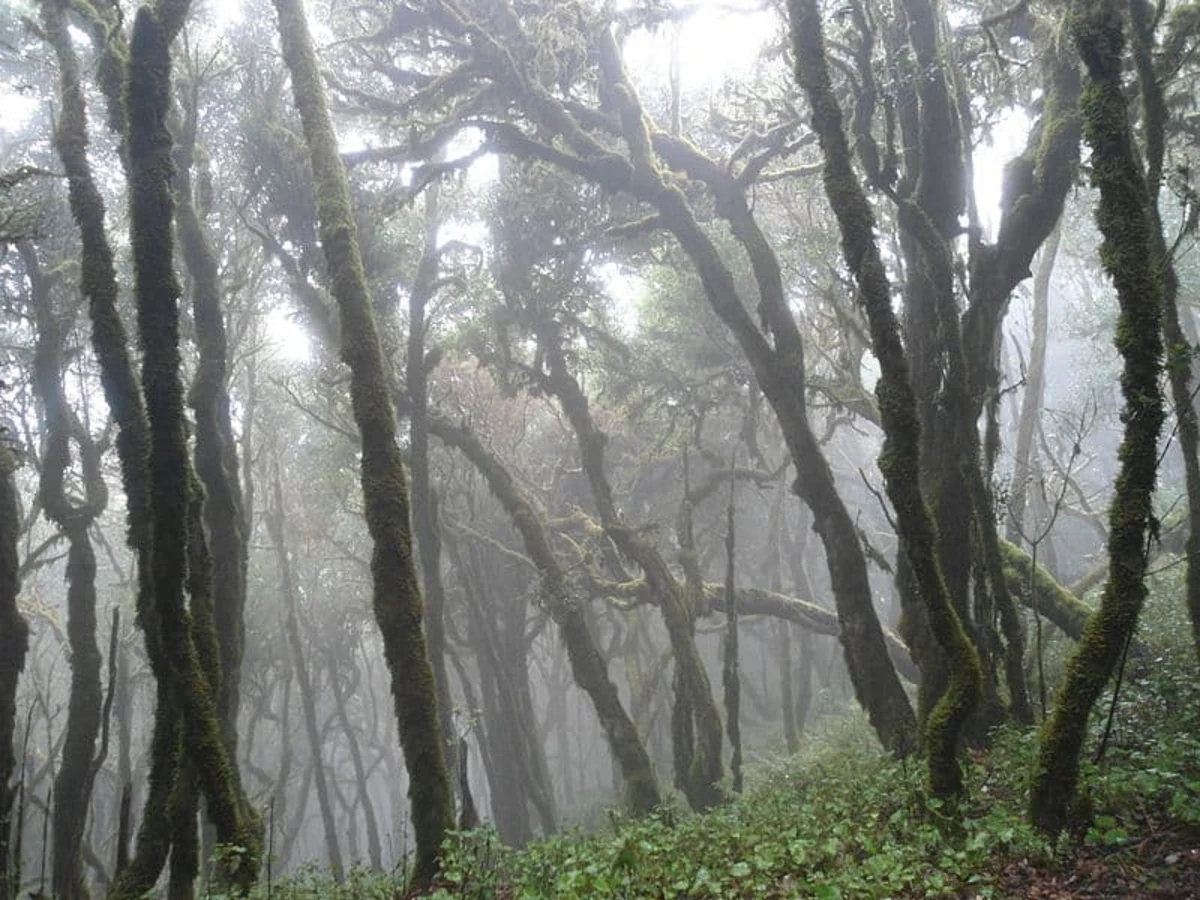 Parc national de Garajonay, Espagne, Canaries
