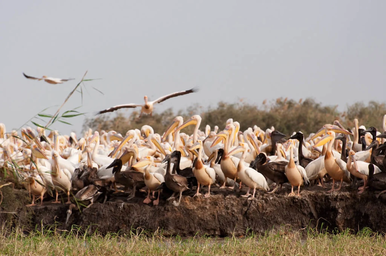 Parc national des oiseaux du Djoudj, Sénégal