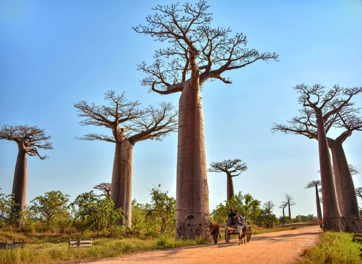 Allée des baobabs, Madagascar