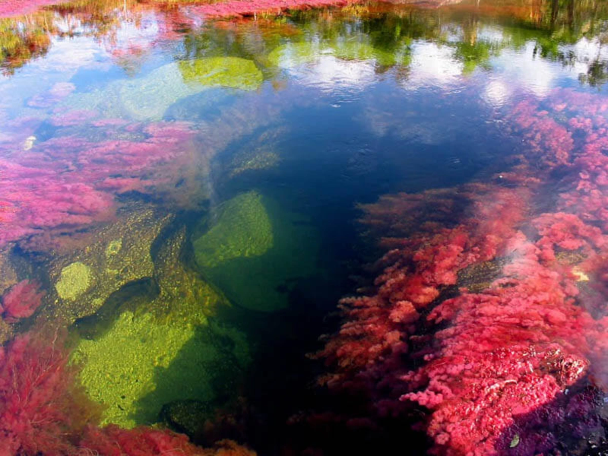 Cano Cristales, Colombie