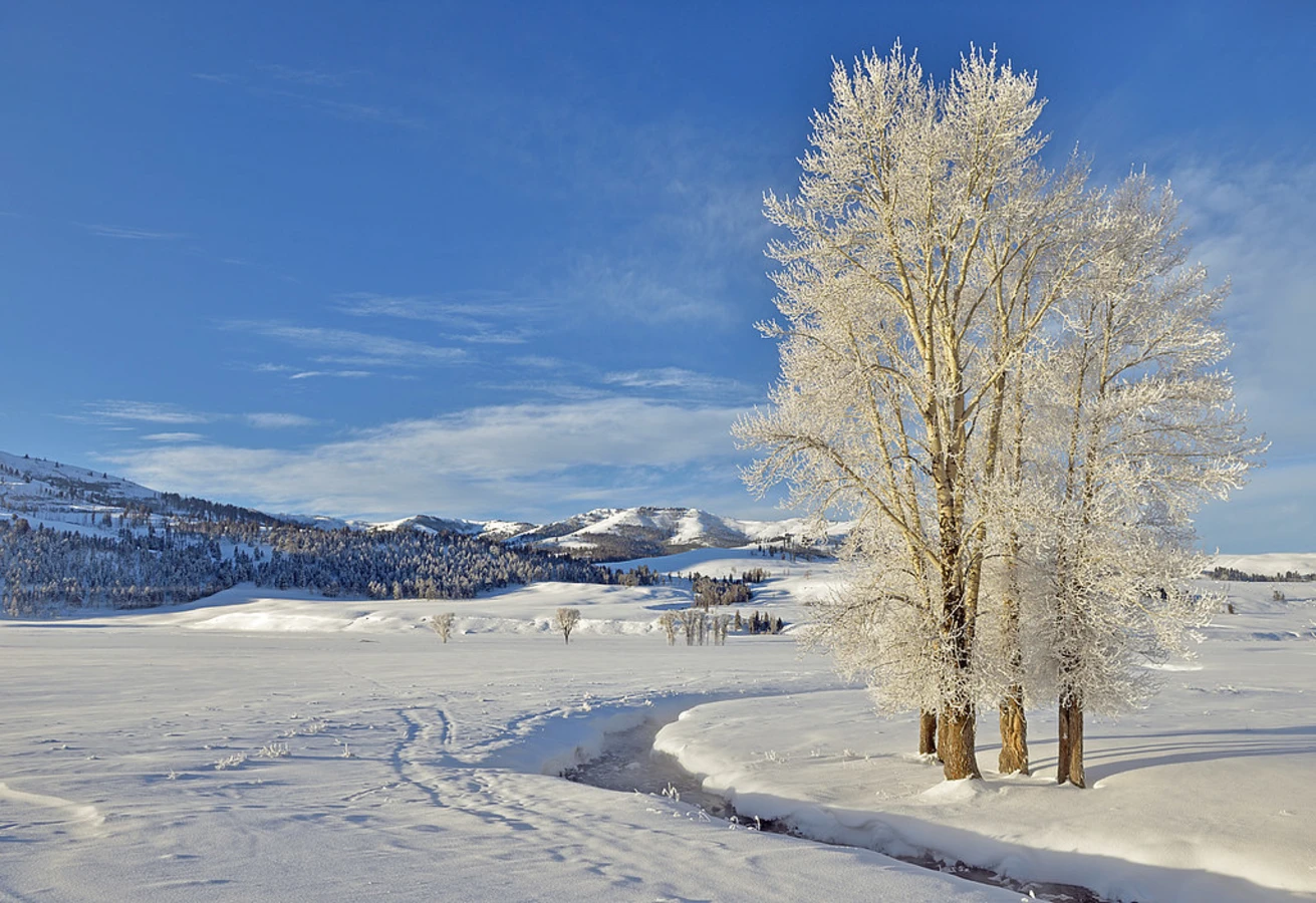 Lamar Valley, États-Unis