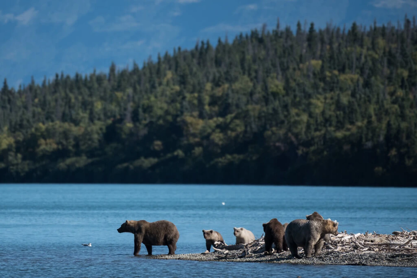 Naknek Lake, États-Unis