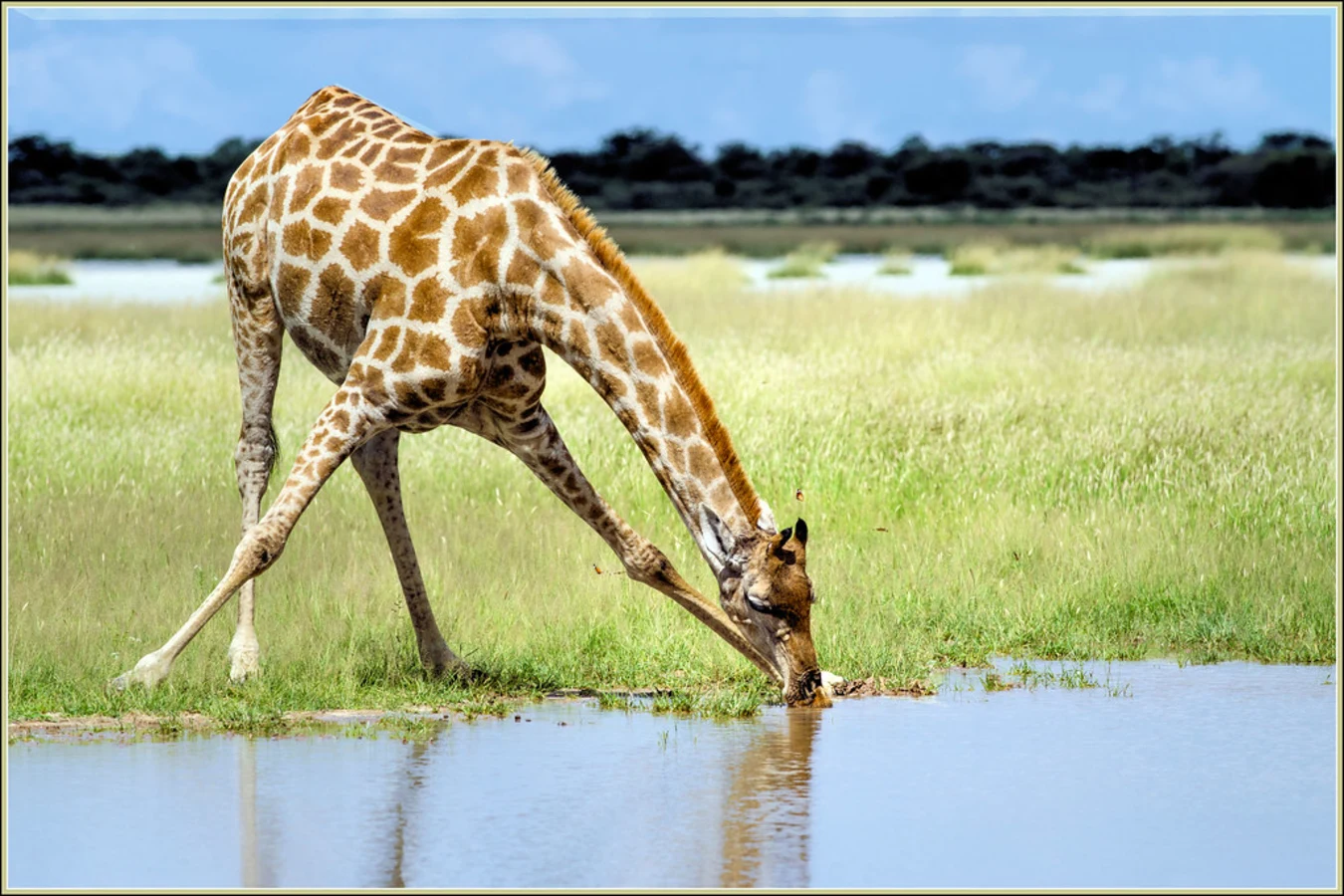 Khutse Game Reserve, Botswana