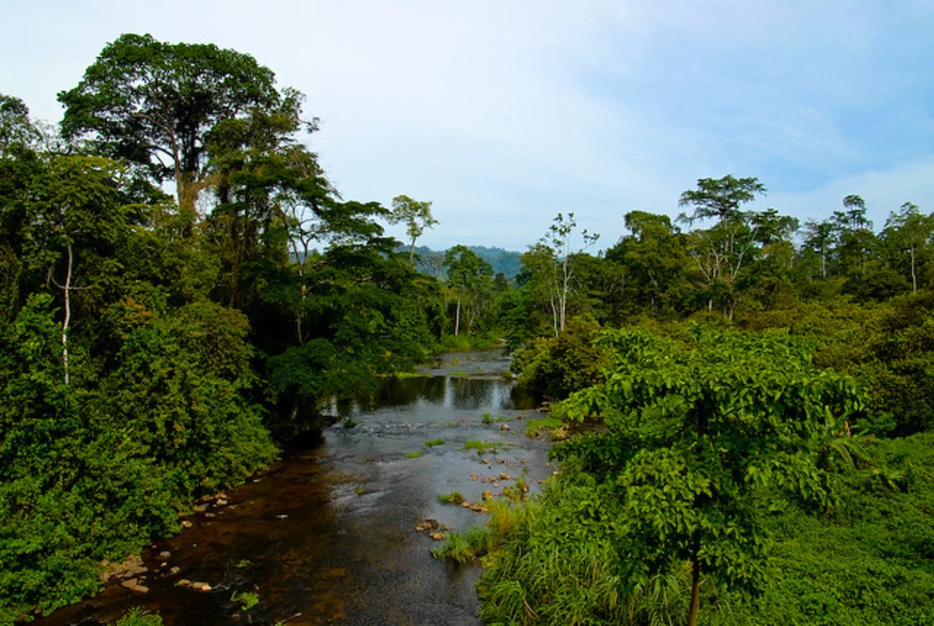 Forêt d'Ebo, Cameroun
