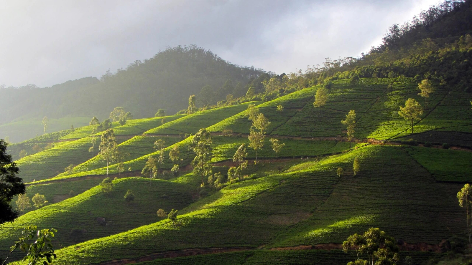Nanu Oya, Sri Lanka