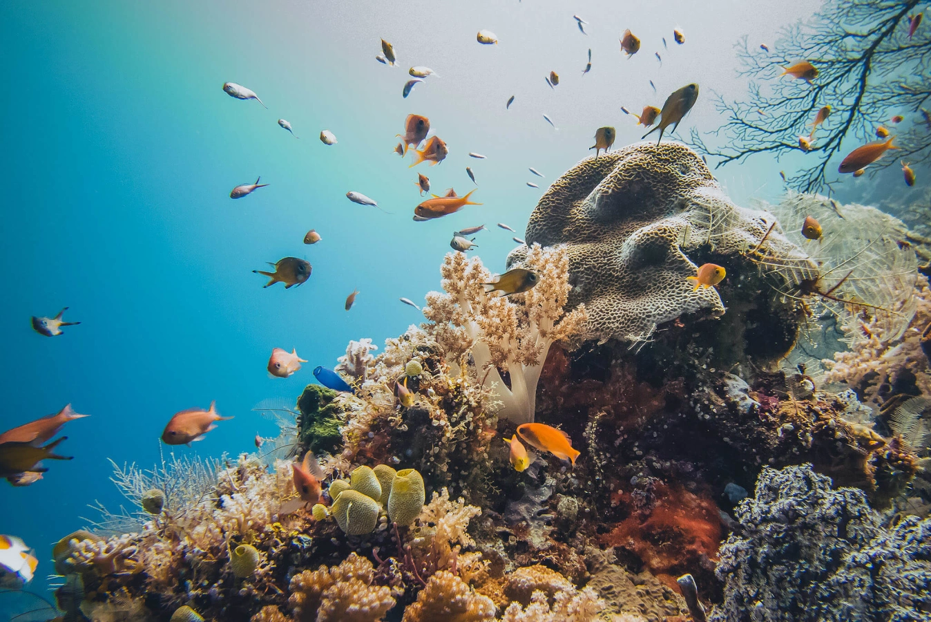 Récif de Tubbataha, Philippines