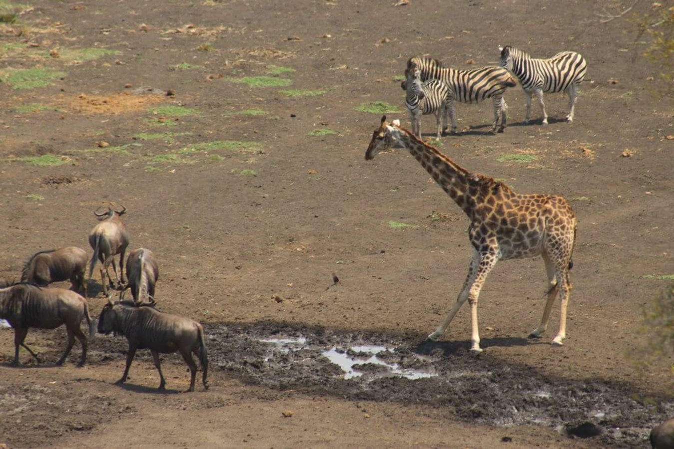 Parc national Kruger, Afrique du Sud