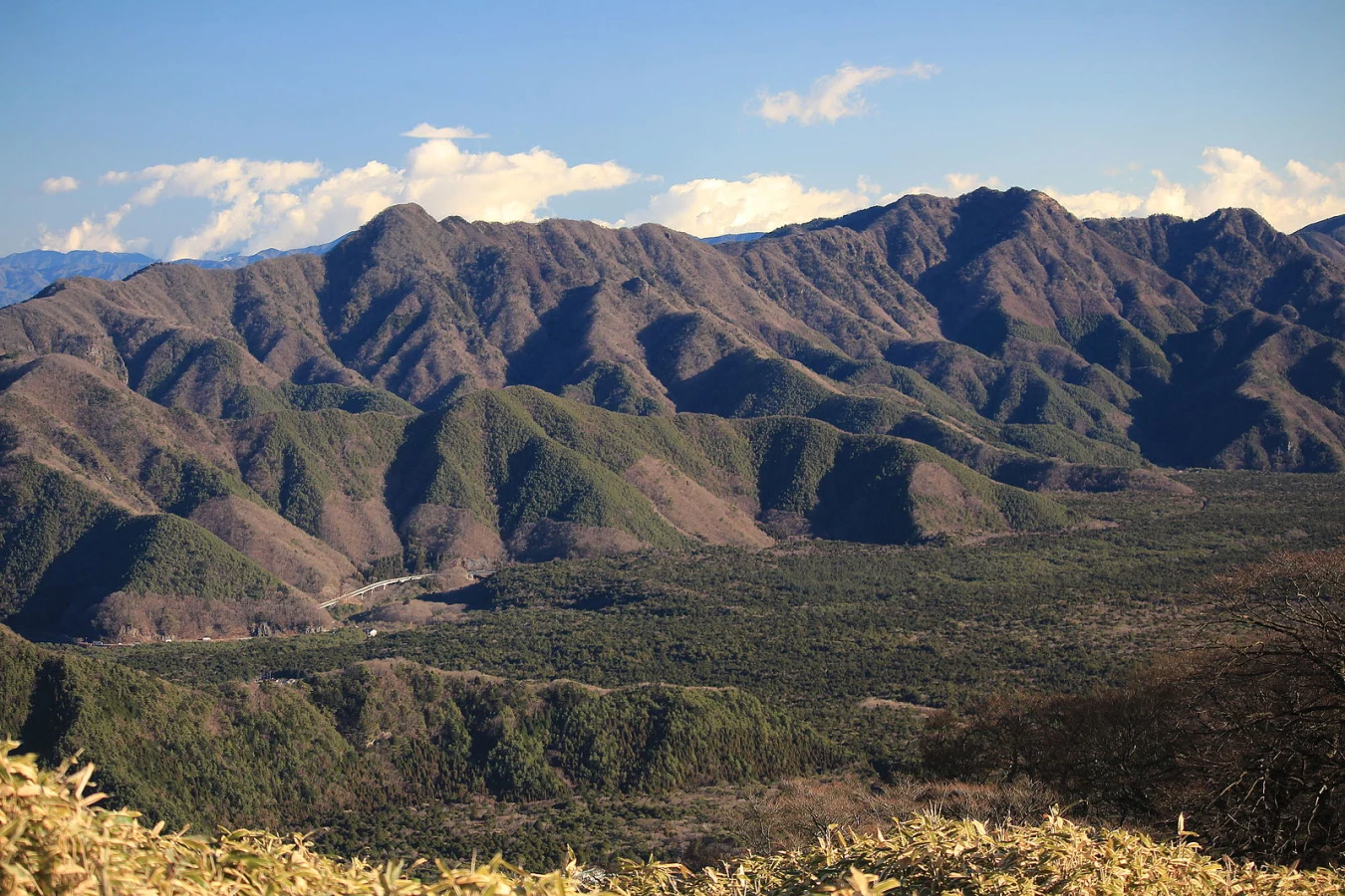 Aokigahara, Japon