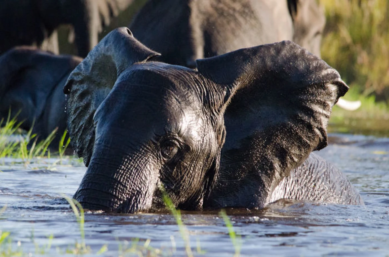 Chief's Island, Botswana