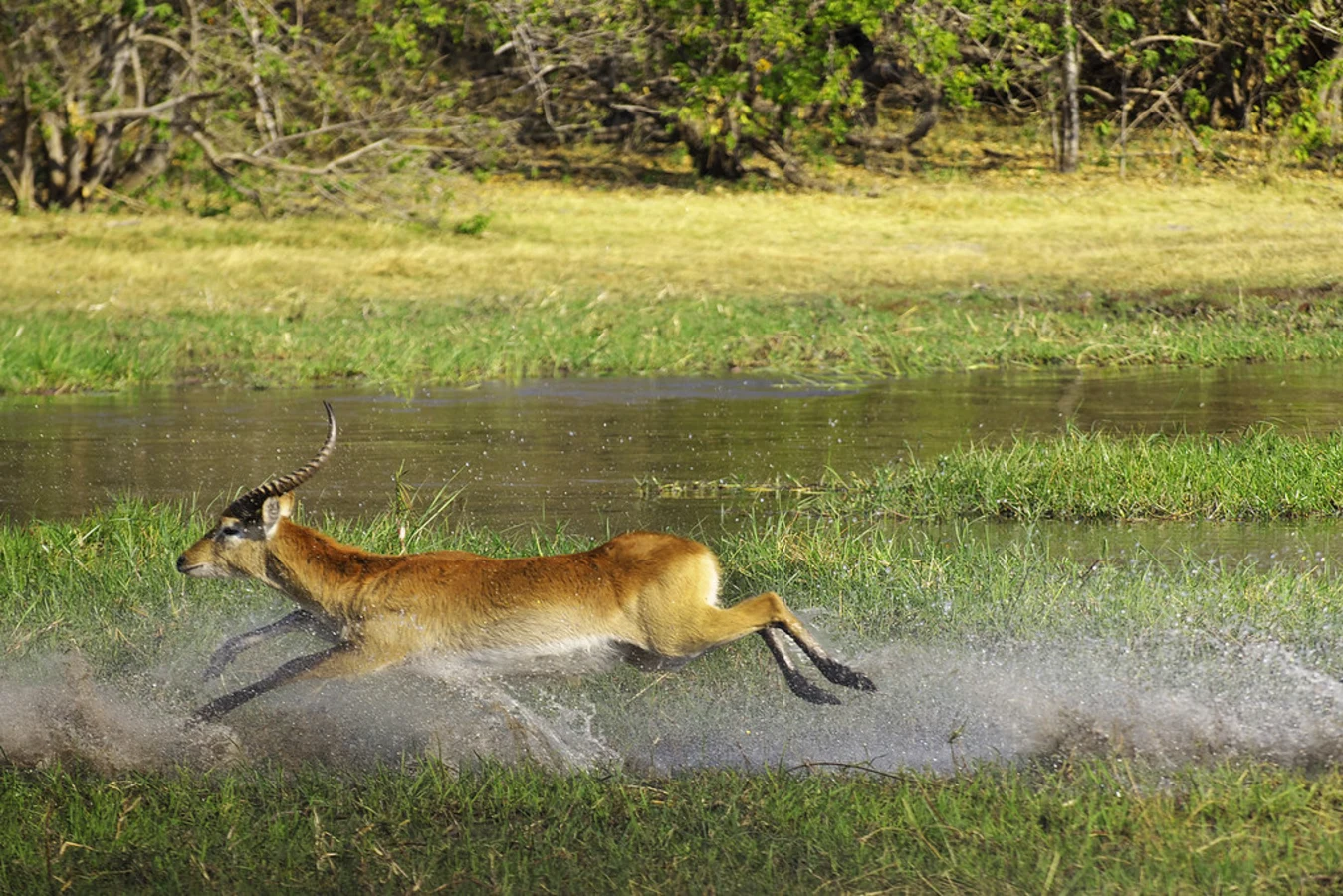 Khwai River, Botswana