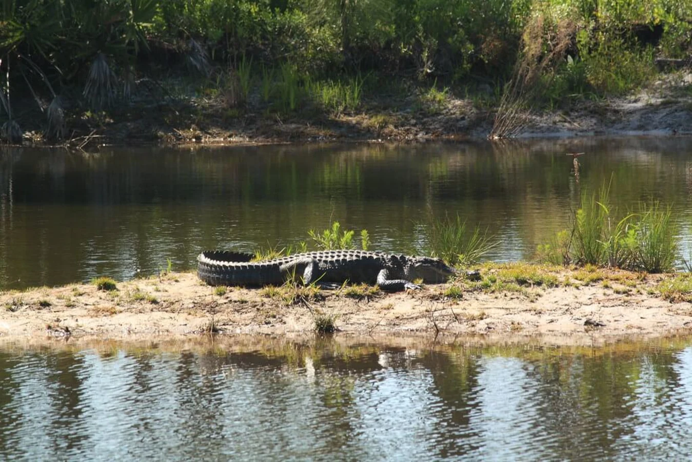 Marais d'Okefenokee, États-Unis, États-Unis