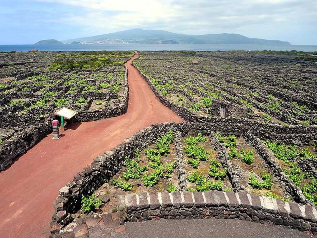 Paysage viticole de l'île du Pico, Portugal, Açores