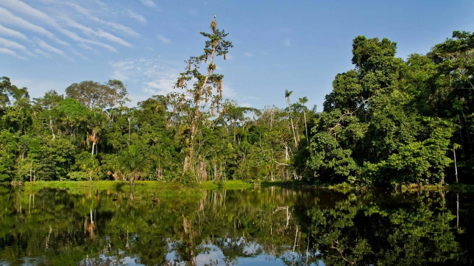 Parc national Yasuni, Équateur