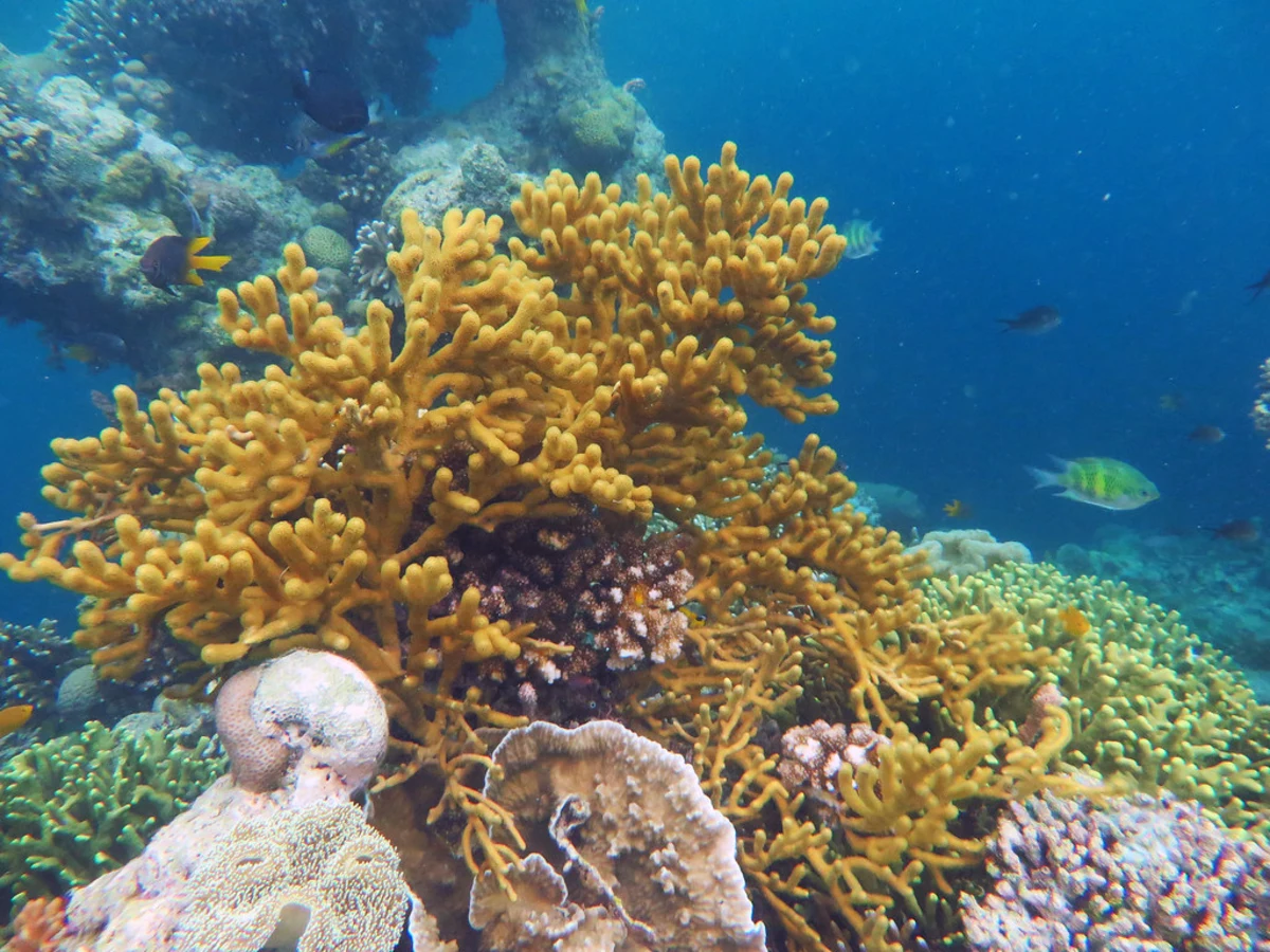 Pulau Hoga, Indonésie