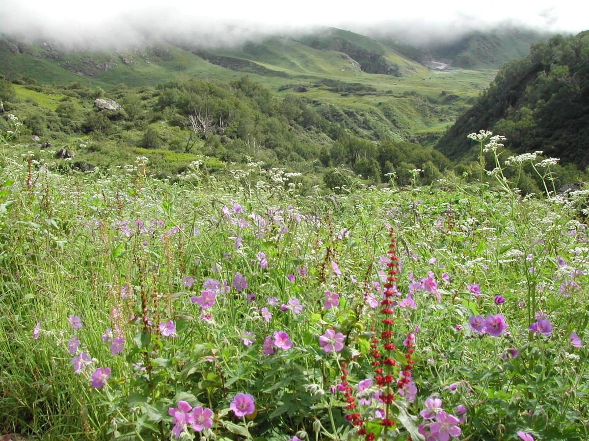 Parc national de la Vallée des fleurs, Inde