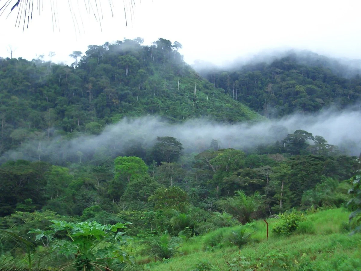 Forêt d'Ebo, Cameroun
