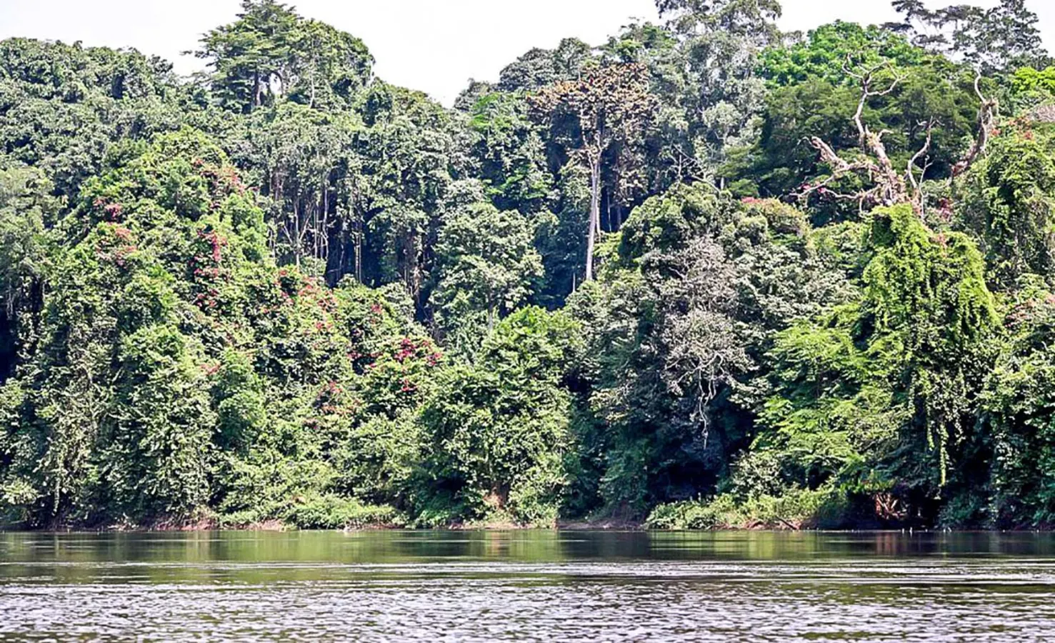 Parc national de Nki, Cameroun