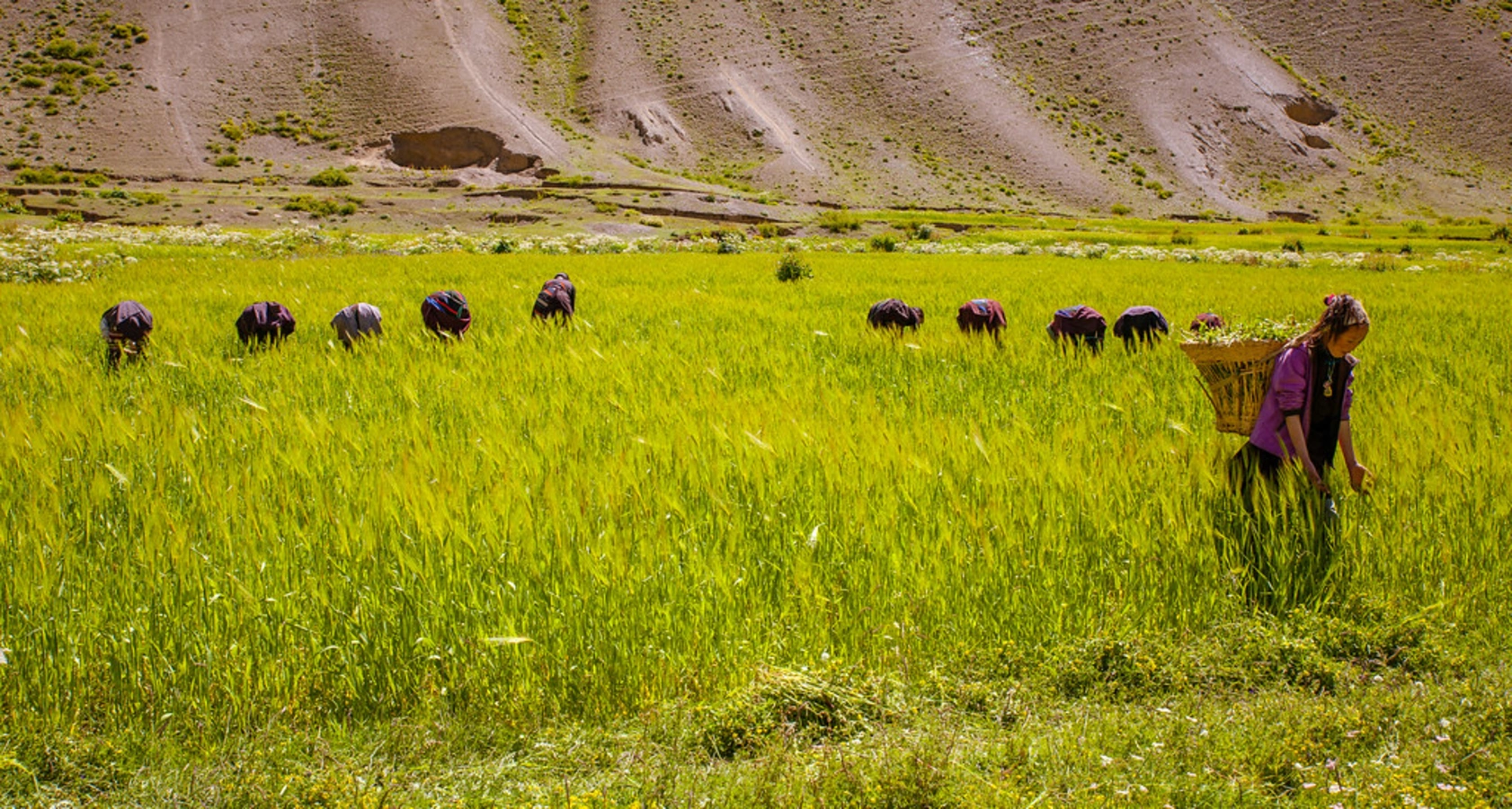 Vallée de Tarap, Népal