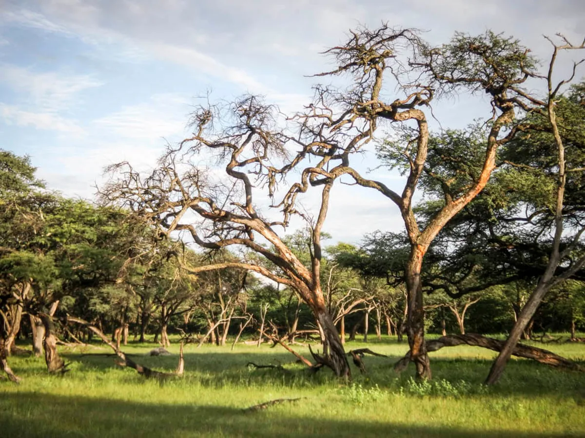 Parc national Hwange, Zimbabwe