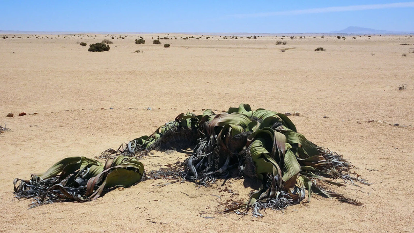 Welwitschia Drive, Namibie