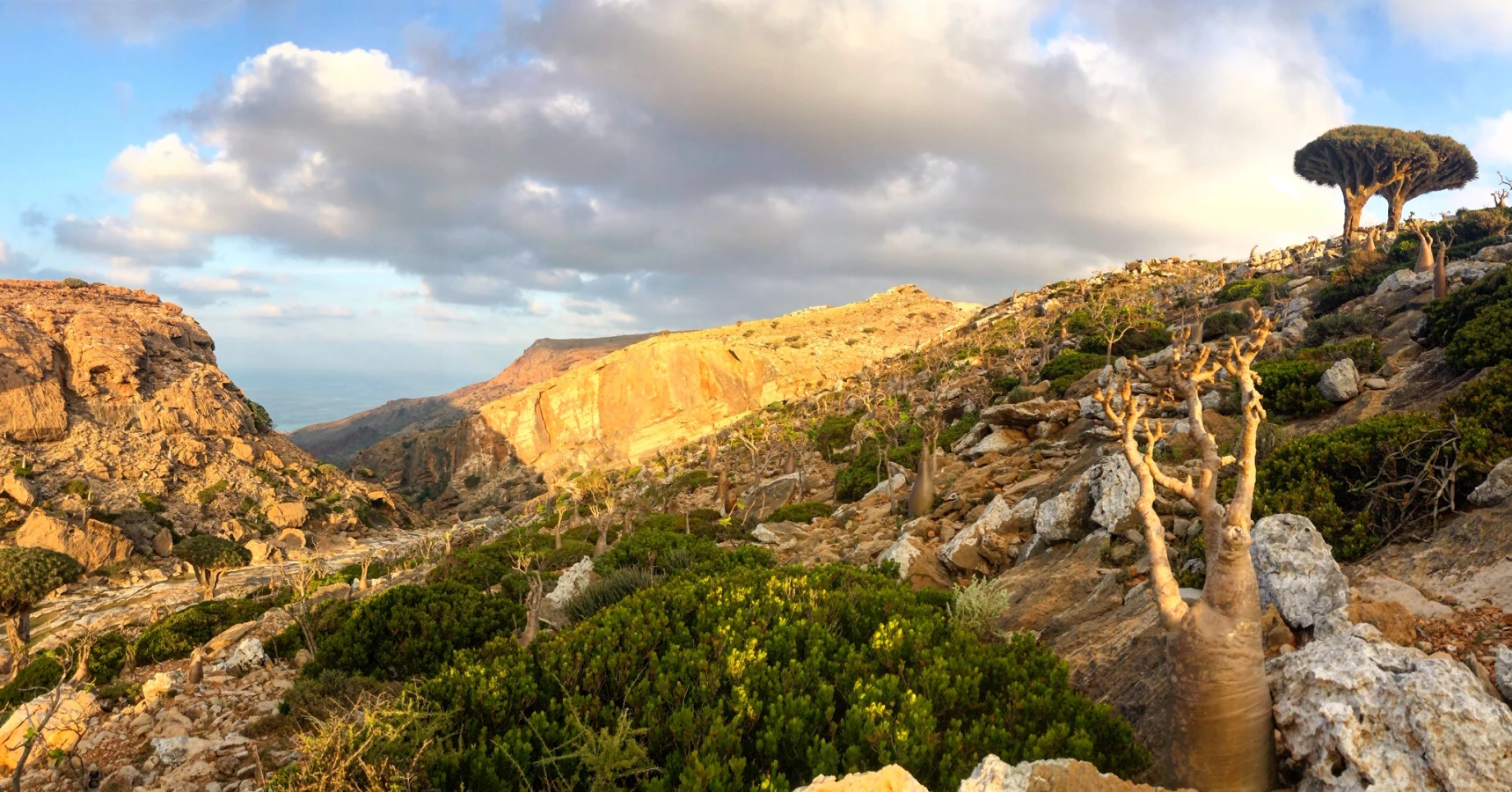 Zone protégée d'Homhil, Yémen, Socotra