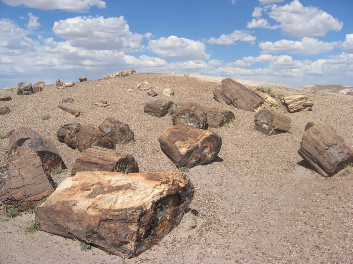 Parc national de Petrified Forest, États-Unis