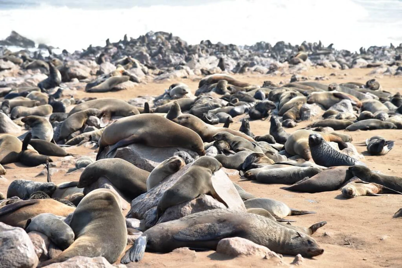 Cape Cross, Namibie
