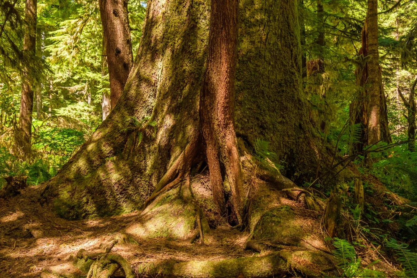 Cape Scott Trail, Canada