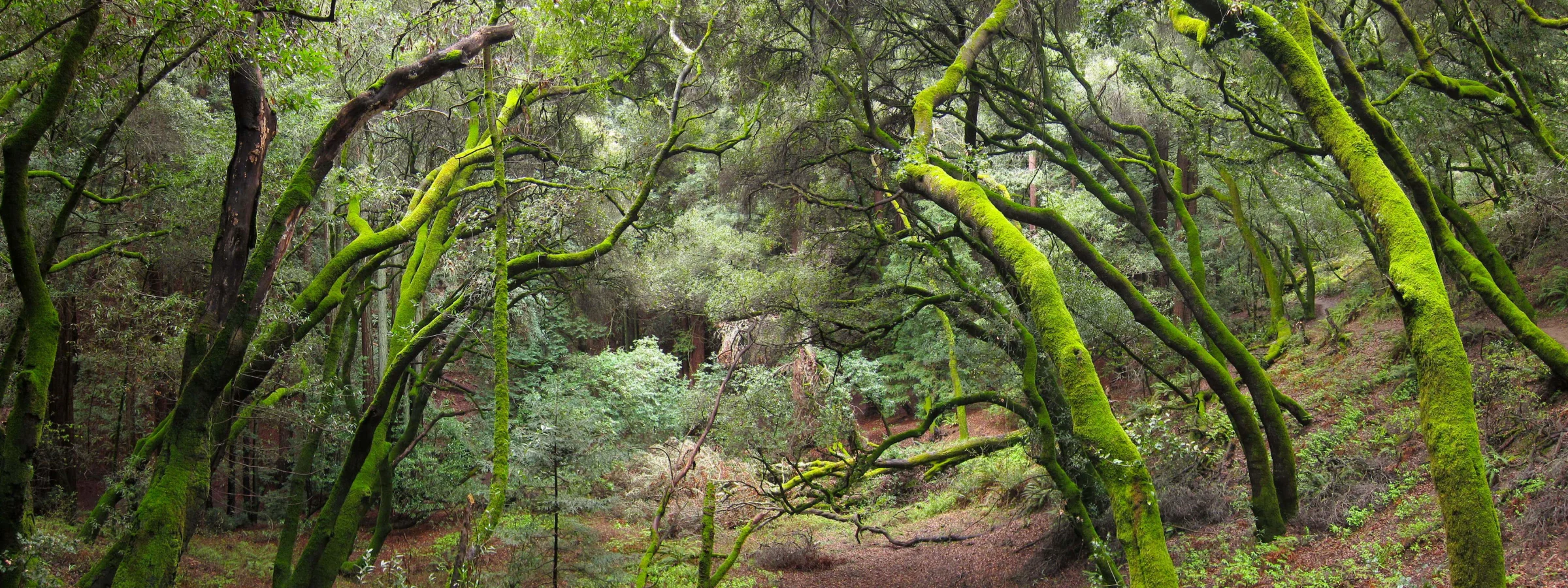 Parc national de Redwood, États-Unis