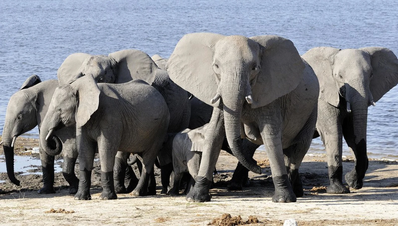 Chobe River Front, Botswana