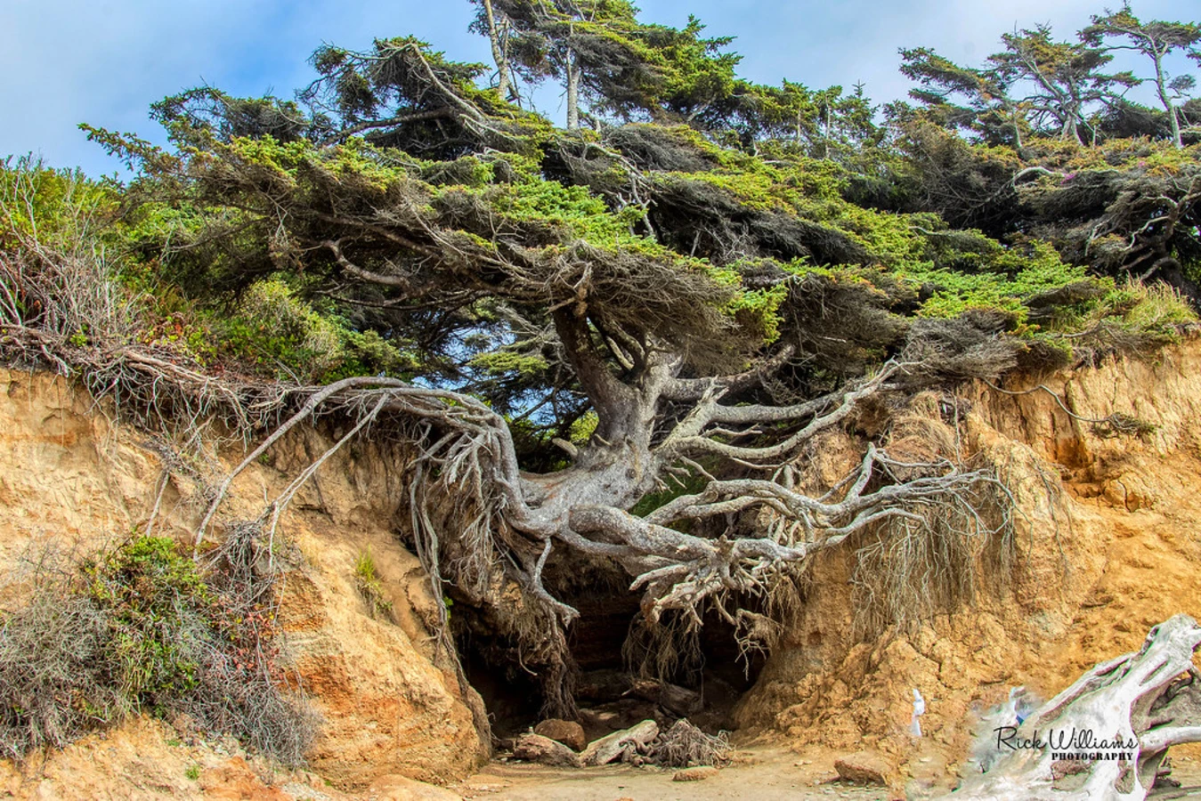 Kalaloch Beach, États-Unis