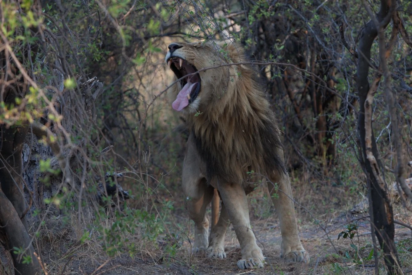 Réserve de Linyanti, Botswana