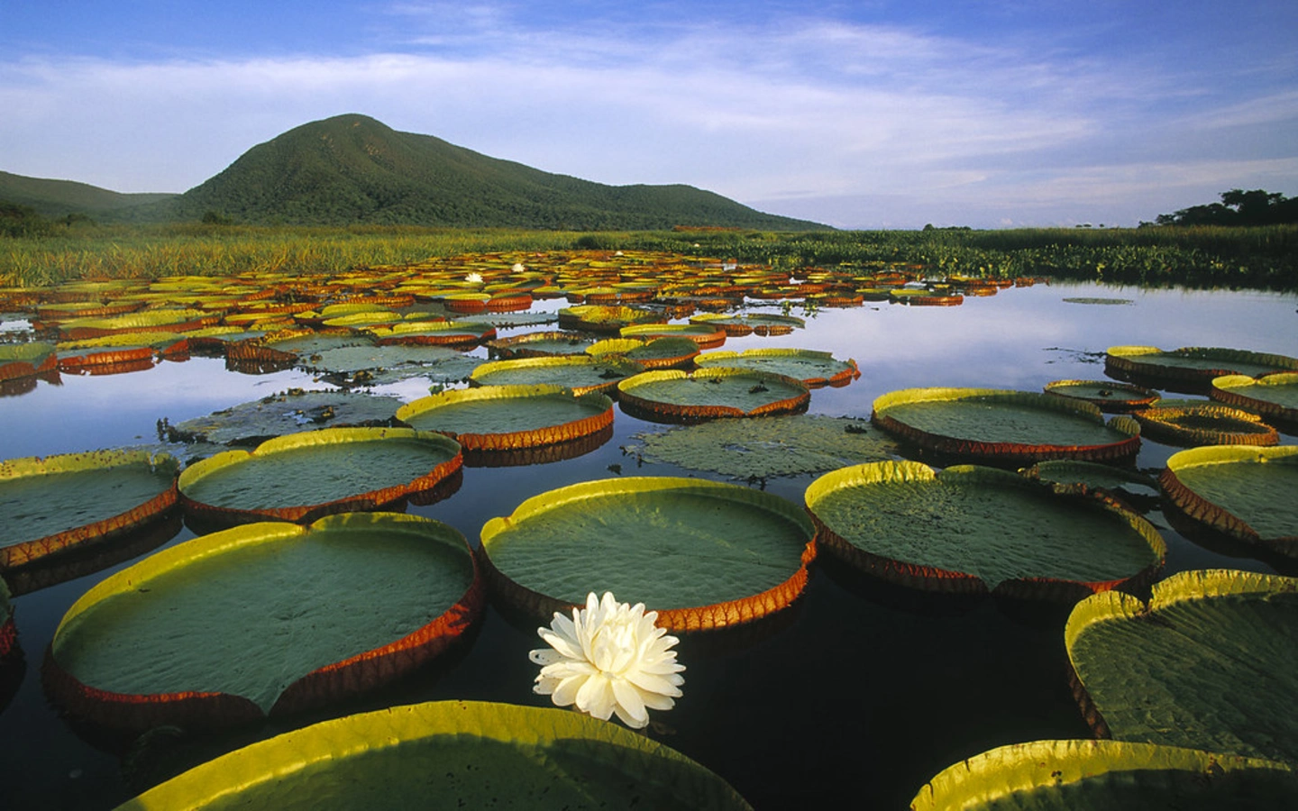 Parc national du Pantanal Matogrossense, Brésil