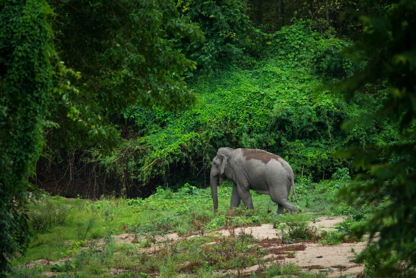 Huai Kha Khaeng, Thaïlande